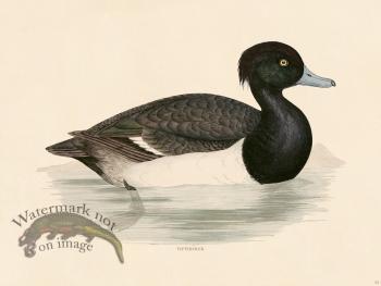 24 BGB Tufted Duck